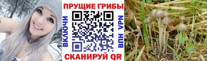 Галлюциногенные грибы мухоморы  Купить  Юхнов 